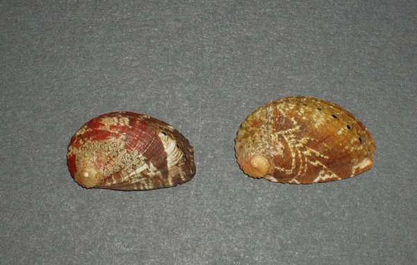 Haliotis tuberculata